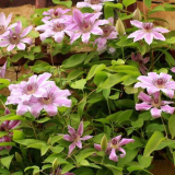 Slezerman pro clematis: jak to udělat sami